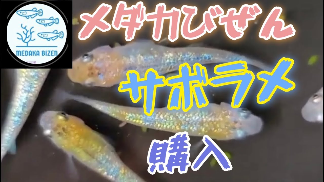 メダカびぜん サボラメ サボブルーメダカ購入！ - YouTube