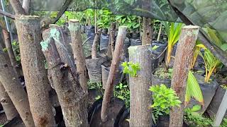 Two methods you should know to reproduce any Tree, the second is my favorite