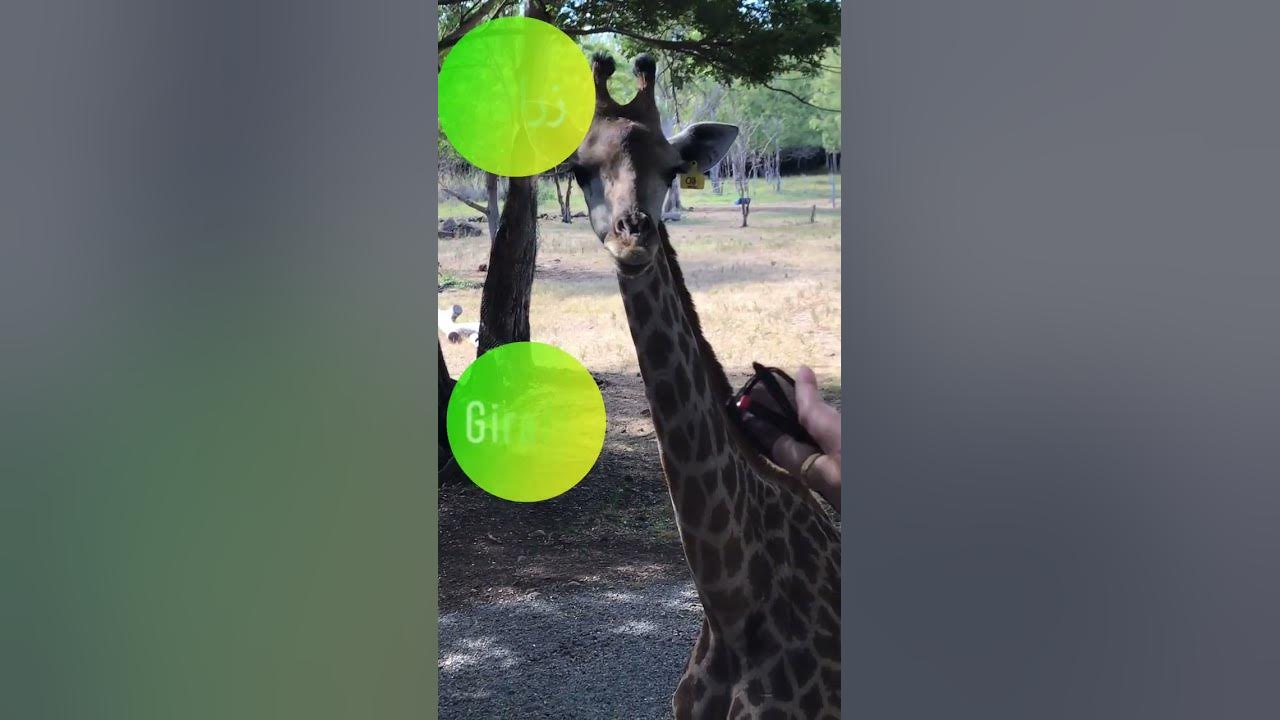 What does Giraffe mean in Iraqi Arabic Dialect? #spokenarabic #