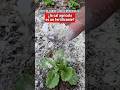 #huerto #jardines #jardineria #jardín #plantas