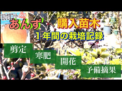 杏子が余ったら？簡単で長持ちする保存方法3選