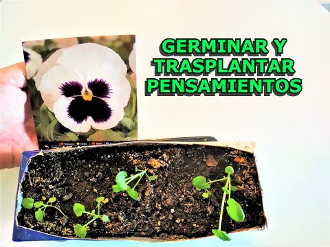 Video: Propagación de semillas de pensamientos: consejos para cultivar pensamientos a partir de semillas