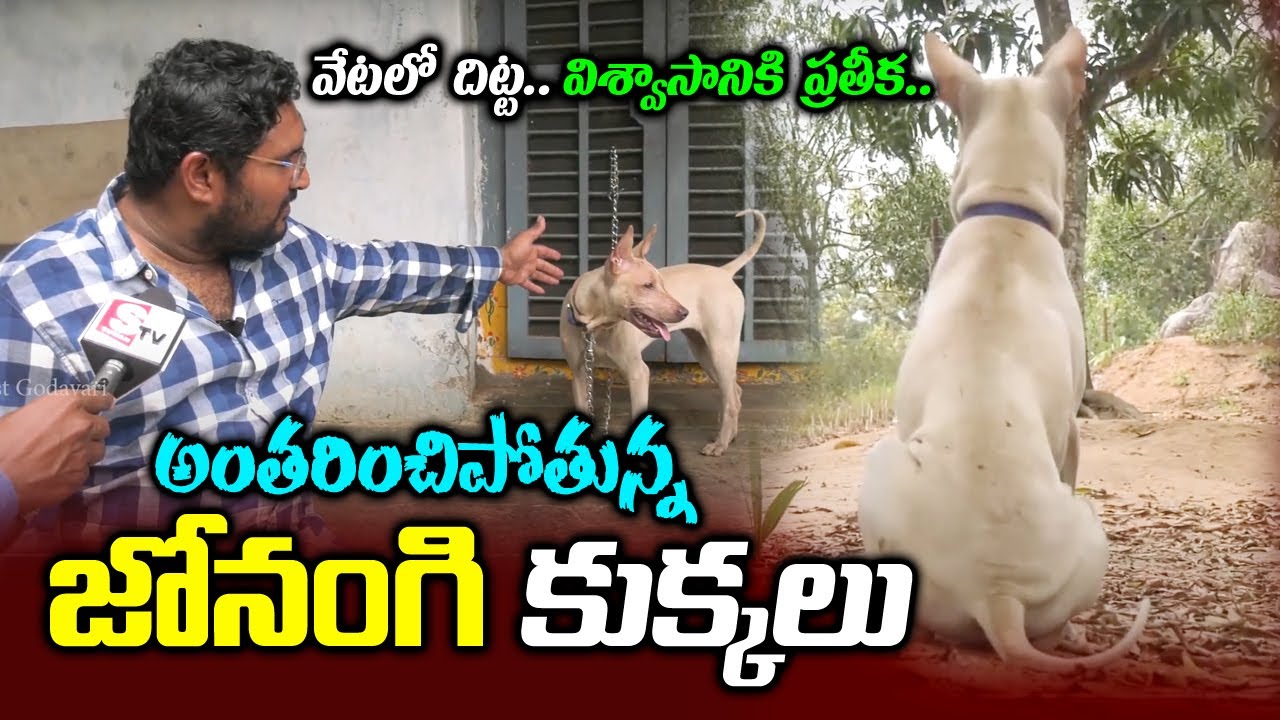 ఒరిజినల్ జోనంగి బ్రీడ్ డాగ్స్ ఇక్కడ దొరుకుతాయి | Jonangi Dog Palace in Kakinada | Pet TrainingCentre