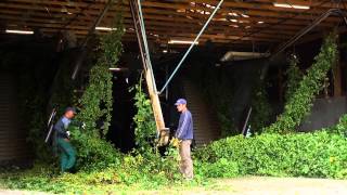 Hops from Hallertau - for the World's Best Beers (Long Version) Hops from Hallertau - for the World's Best Beers (Long Version)