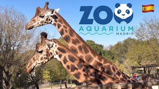 Zoo Aquarium Madrid 2026 | 4K Walking Tour | Animals Up Close | Zoo and Aquarium | Madrid, Spain 🇪🇸 