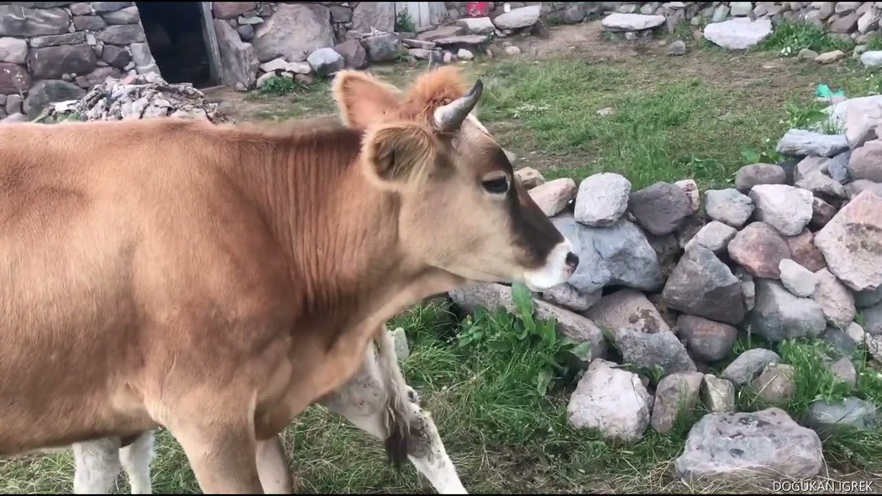 ALLAHU EKBER YAYLALARI