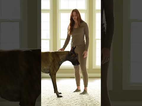 Best Couple So Much Love Doglife Puppy Dogs Animals Video Shorts Love