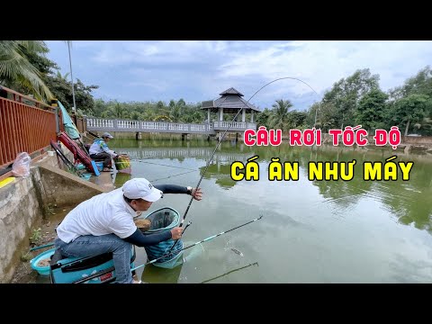 Câu Rơi Tốc Độ | Chung nguyễn Fishing | Câu Đài Việt Nam