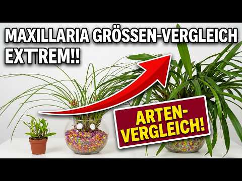 Maxillaria-Orchideen: Von winzig bis riesig – Arten im Vergleich