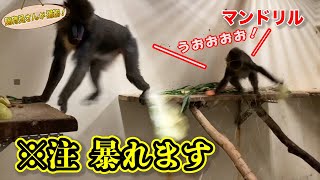 マンドリルの子ども ある理由で暴走状態