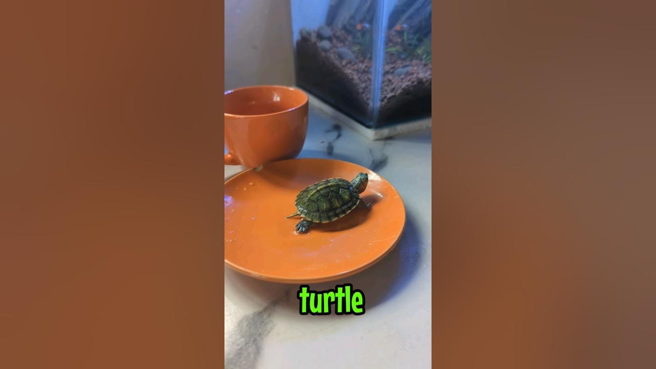How I feed my turtle 🐢shorts YouTube