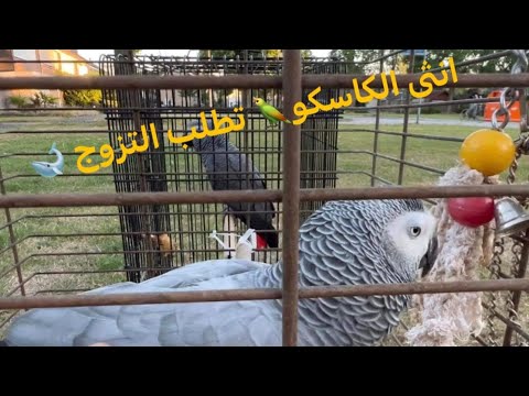 كيف تعلم ان انثى الكاسكو تريد ان تبيض او تريد التزوج كريم احمد مختص في تربية و انتاج جميع الببغاءات