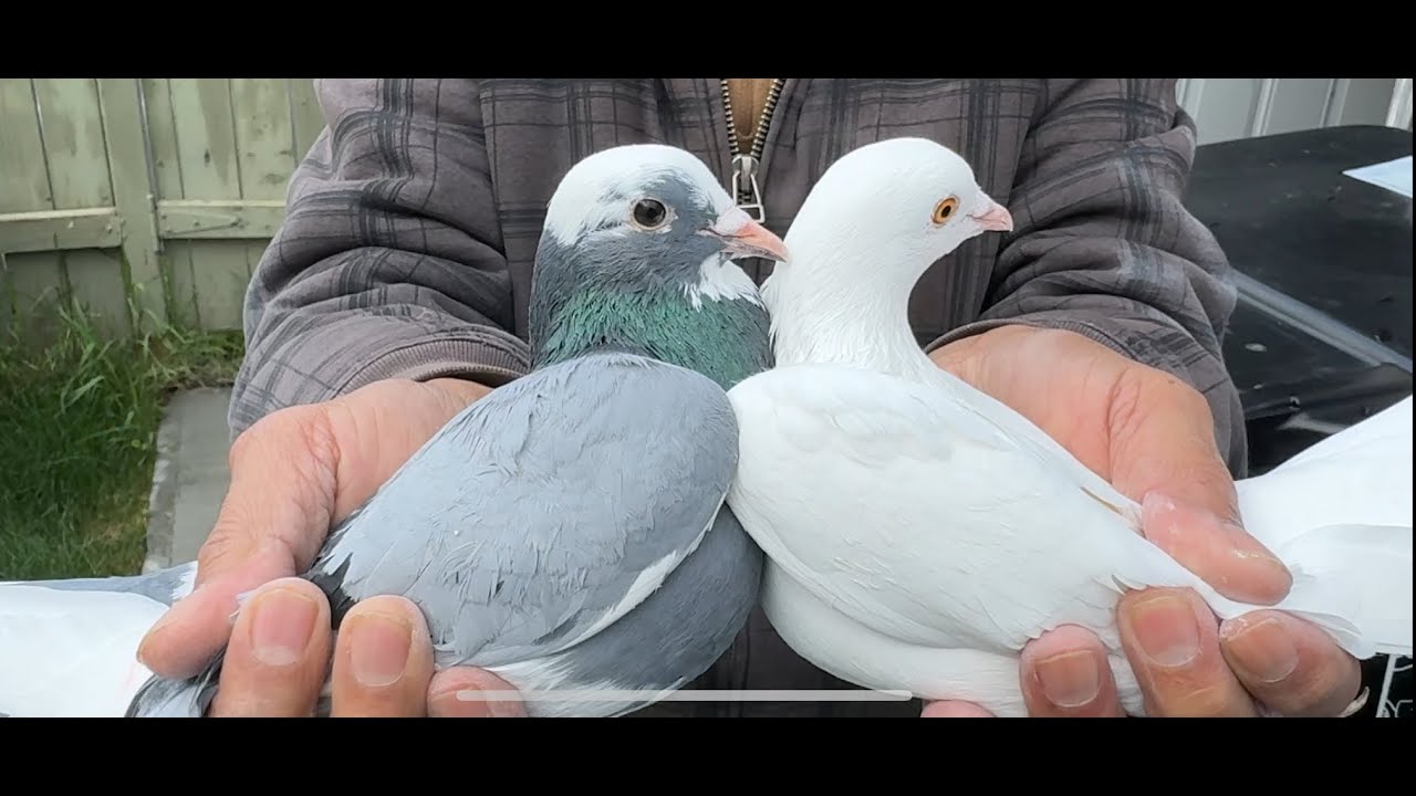 Canada Main 8 Months K Baad Kabootar Nikaale.