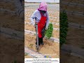 Farmer Uses Long Tube Tool to Send Seedlings Straight into the Ground 🌿🔧