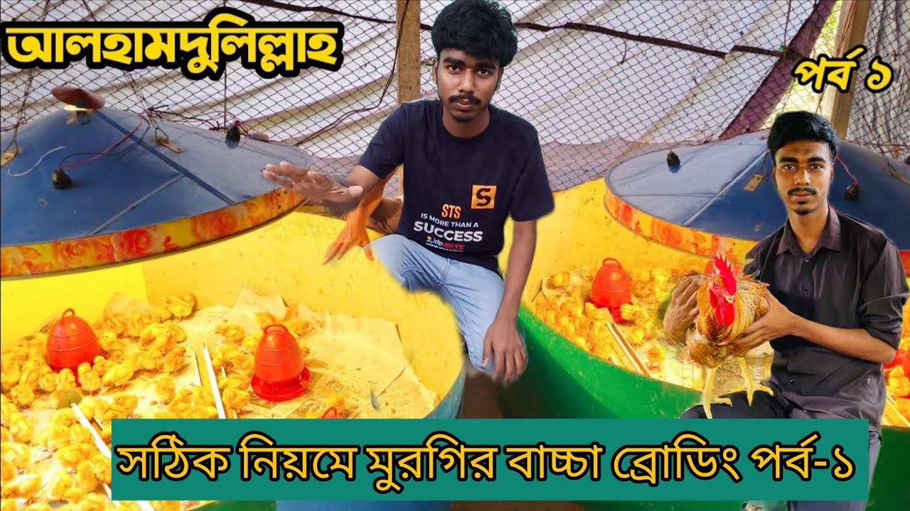 পর্ব - ১ সঠিক নিয়মে মুরগি বাচ্চা বোর্ডিং AtoZ দেখুন 🐤🐤