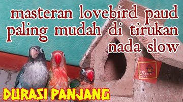Masteran lovebird paud - paling ampuh  mudah di tiru nada slow - durasi 1 jam