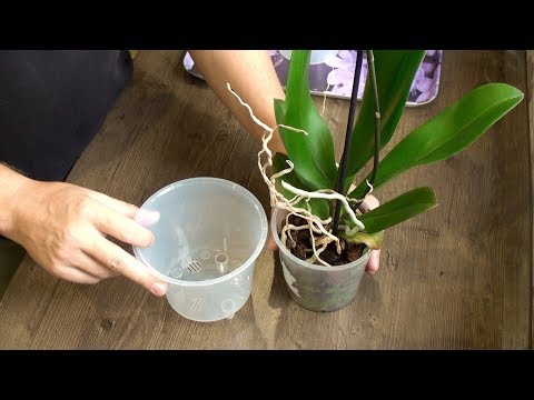 Как сажать орхидею в домашних условиях видео