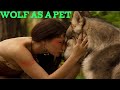 What if You have a Wolf as Pet