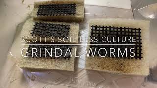 Scott’s Best Soil-Less Grindal Worm Culture