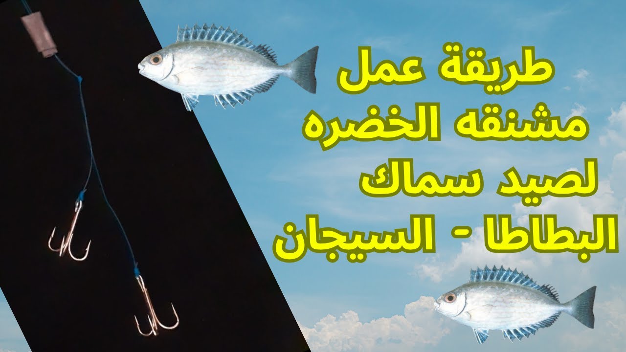 طريقة عمل مشنقه الخضره لصيد سماك البطاطا  - السيجان