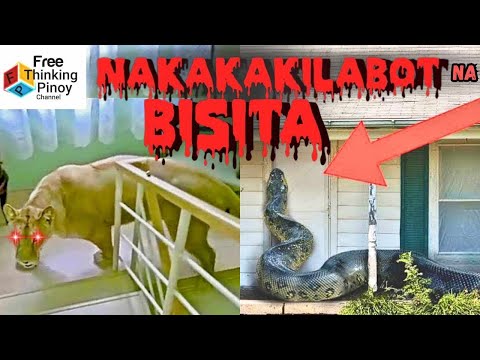 Leopard🐯 !! PUMASOK sa Bahay para HUMANAP ng ASO | Animals Invading Human Homes
