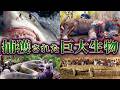 【ゆっくり解説】実在した捕獲された巨大生物9選