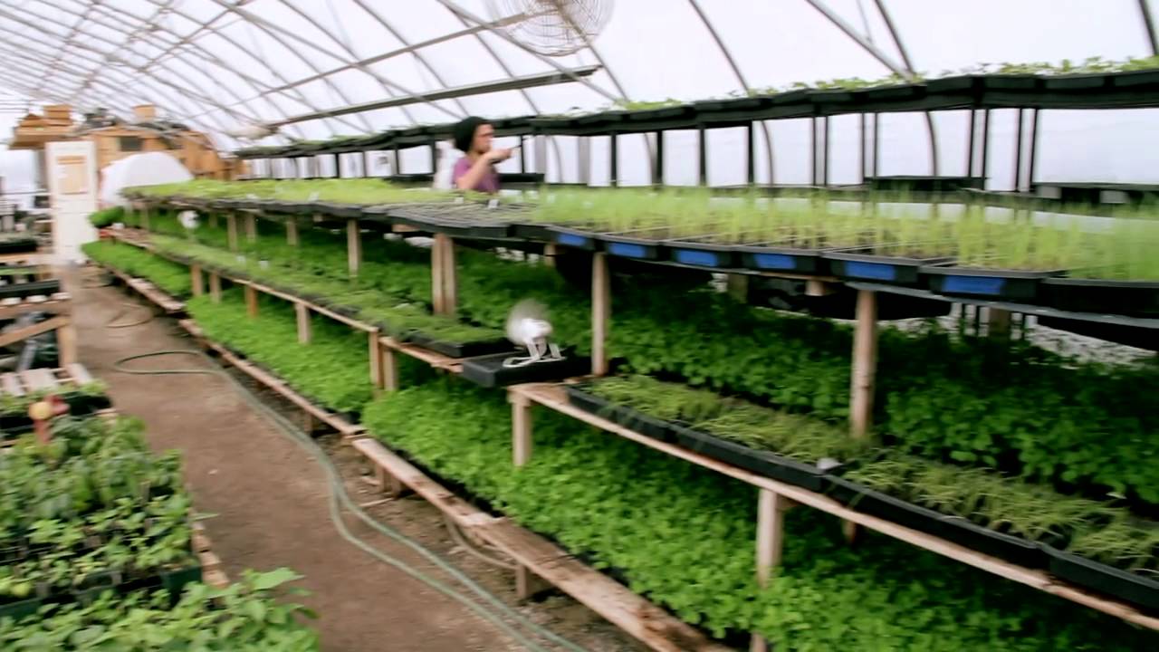 Organic Agriculture in the City of Toronto - Fresh City ...