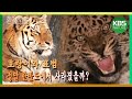 와일드 코리아 – 멸종위기종(1편) 호랑이와 표범은 사라졌는가?/ KBS 20170429 방송