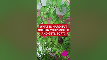 What is hard but goes in your mouth and gets soft?#brainteaser #riddle