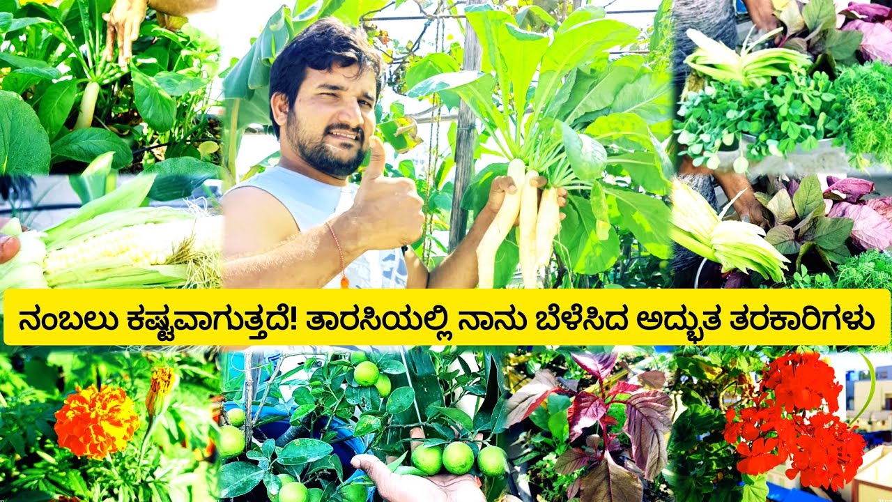 ನಿಮ್ಮ ತಾರಸಿಯಲ್ಲಿ ಹಸಿರು ಸ್ವರ್ಗವನ್ನು ನಿರ್ಮಿಸುವುದು ಹೇಗೆ?