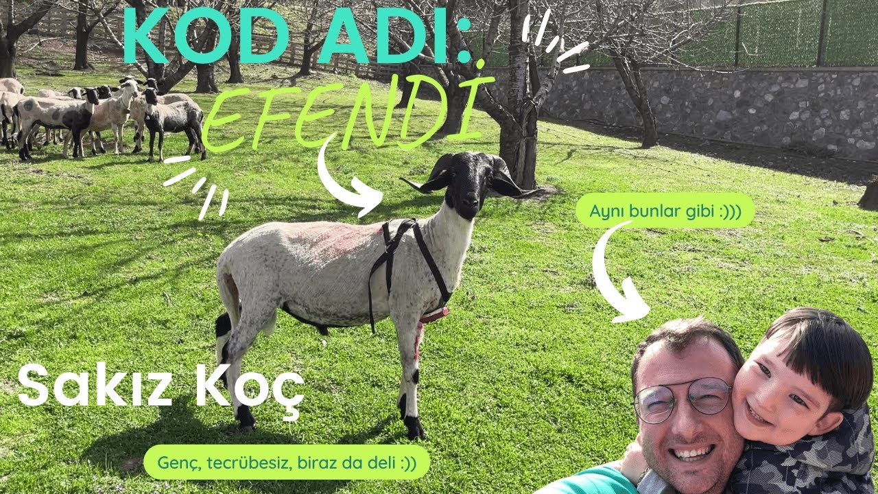 BU KOÇ DELİ / KOÇ KATIMI / KOÇ KEMERİ