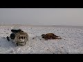 охота на волка со снегохода