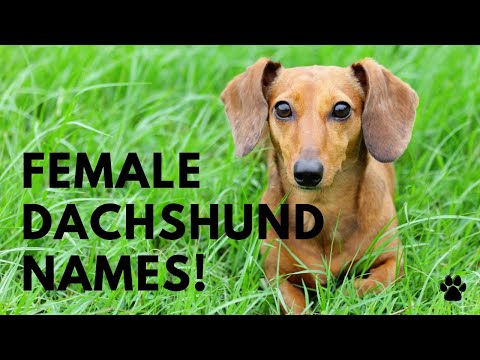 Video: Bir Dachshund Nasıl Adlandırılır