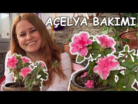 Video: Bir Açelya Bakımı Nasıl