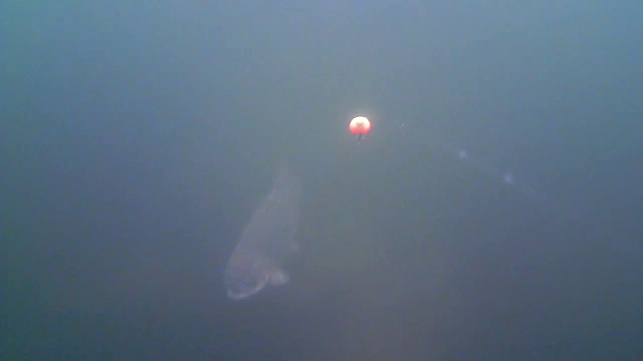 Put & Take Undervands optagelser i Aalsbogaard