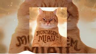 Oh my little kitty, meow meow - Poor little kitty