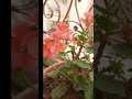 నా బాల్కనీలో పూసింది పూసింది పున్నాగ......#telugusongs #naturelovers