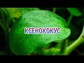 КСЕНОКОКУС. ПРИЧИНЫ ПОЯВЛЕНИЯ И МЕТОДЫ БОРЬБЫ С ВОДОРОСЛЬЮ.