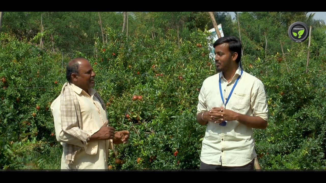 ದಾಳಿಂಬೆ ಬೆಳೆ ಹೋಲಿಕೆ, ಮಣ್ಣು-ಹವಾಗುಣ - ಶ್ರೀ ಹೇಂಜಾರಪ್ಪ | Pomegranate Comparison With Other Crops | Anar