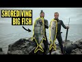 GIANT UKU and ULUA spearfishing from shore in HAWAII (Catch and Cook)