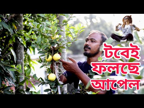 ভিডিও: কিভাবে একটি কলামার আপেল গাছ বাড়ানো যায়