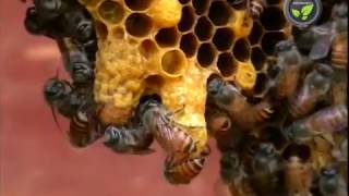 Division and Multiplication of Honeybee Colony