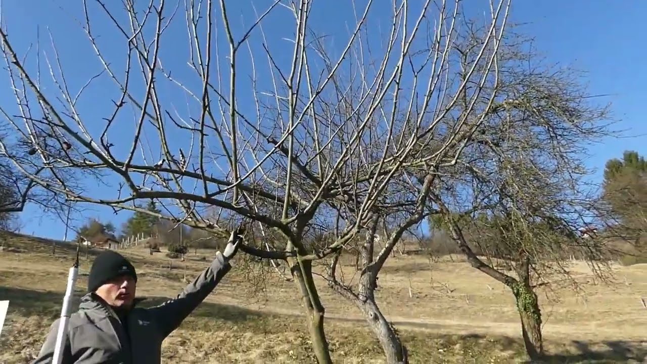 Obrezovanje visokodebelnih jablan v travniškem sadovnjaku