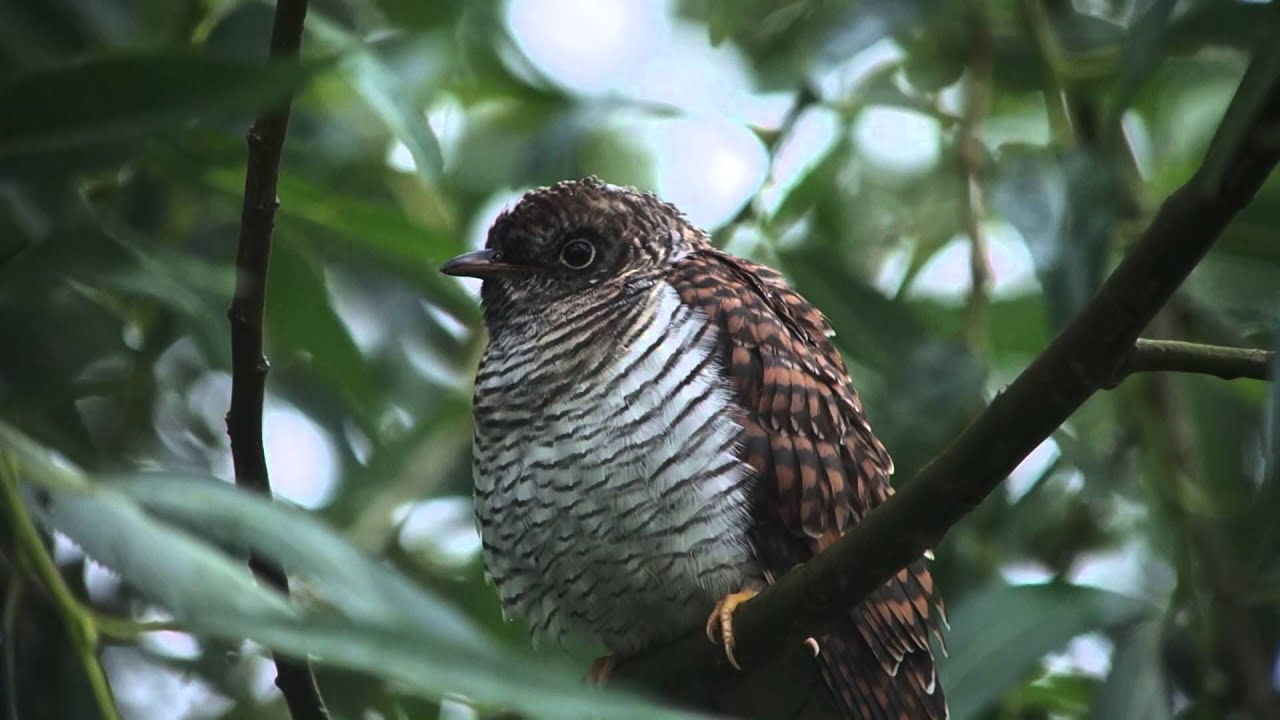 photography en español Common Cuckoo