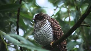 Common Cuckoo
