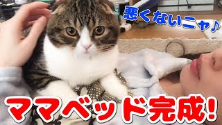ママベッドでくつろぐ猫【スコティッシュフォールド】【Scottish Fold】