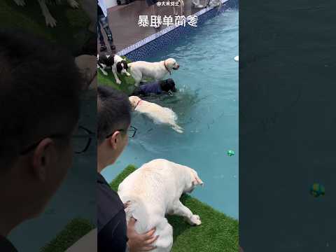 Dog’s First Swim 🐶 #bts
