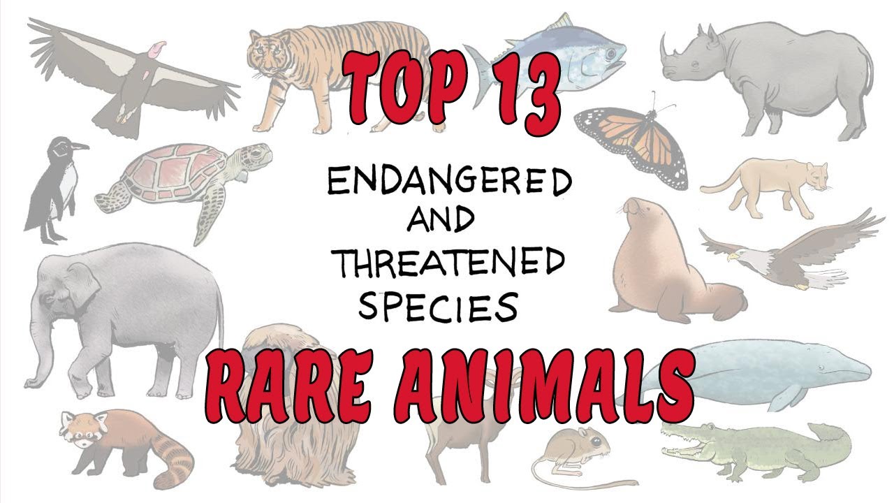 13 RARE SPECIES ENDANGERED - YouTube