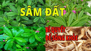 Cây Sâm Đất - 17 công dụng tuyệt vời của cây sâm đất Cách sử dụng sâm đất hiệu quả