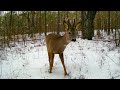 A photo trap in the forest. Cheeky crows. Roe deer. Animals of Ukraine. Kiev region.